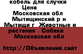 кобель для случки › Цена ­ 5 000 - Московская обл., Мытищинский р-н, Мытищи г. Животные и растения » Собаки   . Московская обл.